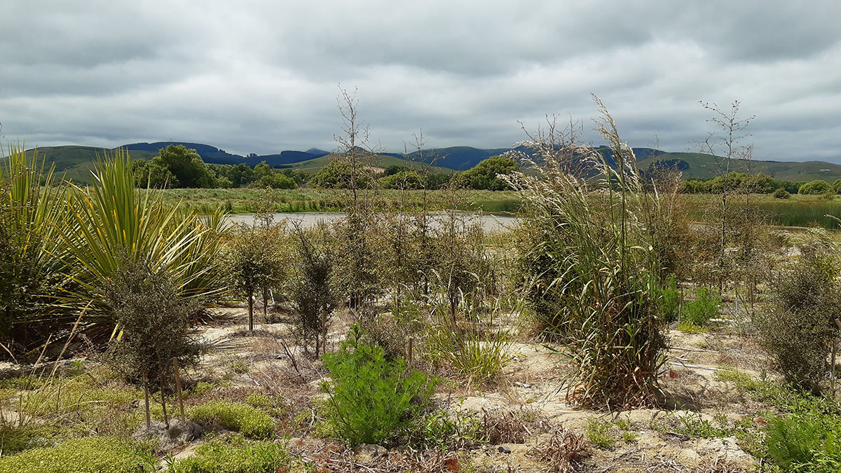 Restoring our Wetlands 3