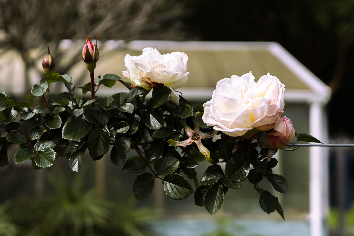 Rose Garden web