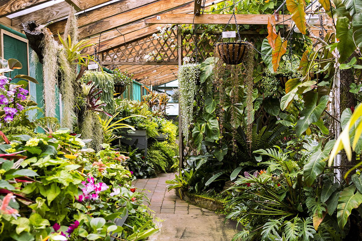 Tropical House displays web